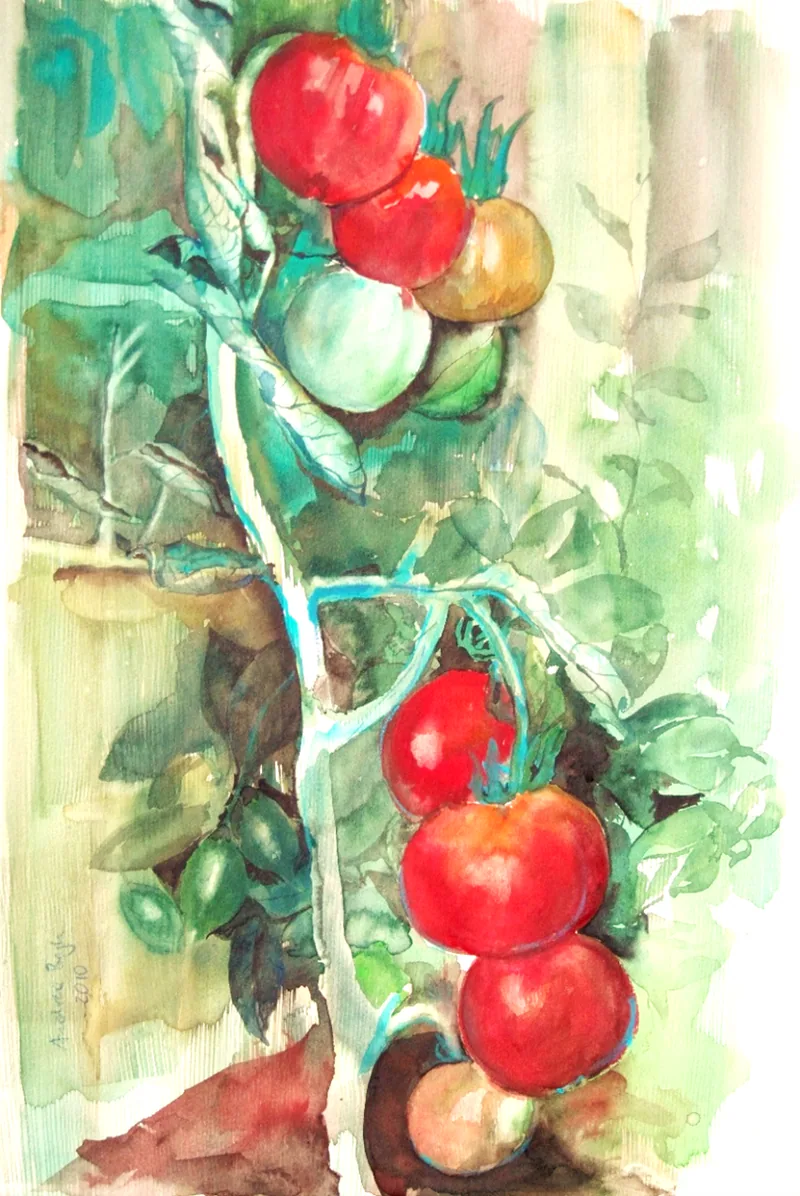 Chrissis Tomaten-Jungpflanzenmarkt